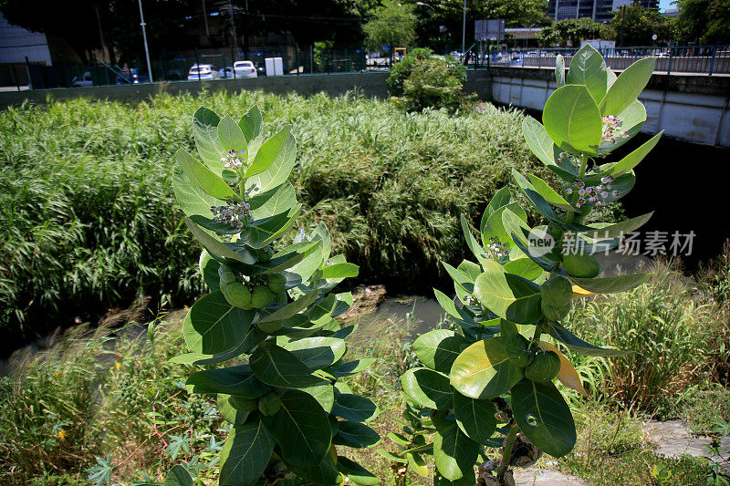 calotropis procera植物